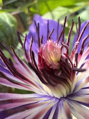 A close-up of a scientist examining a vibrant flower.