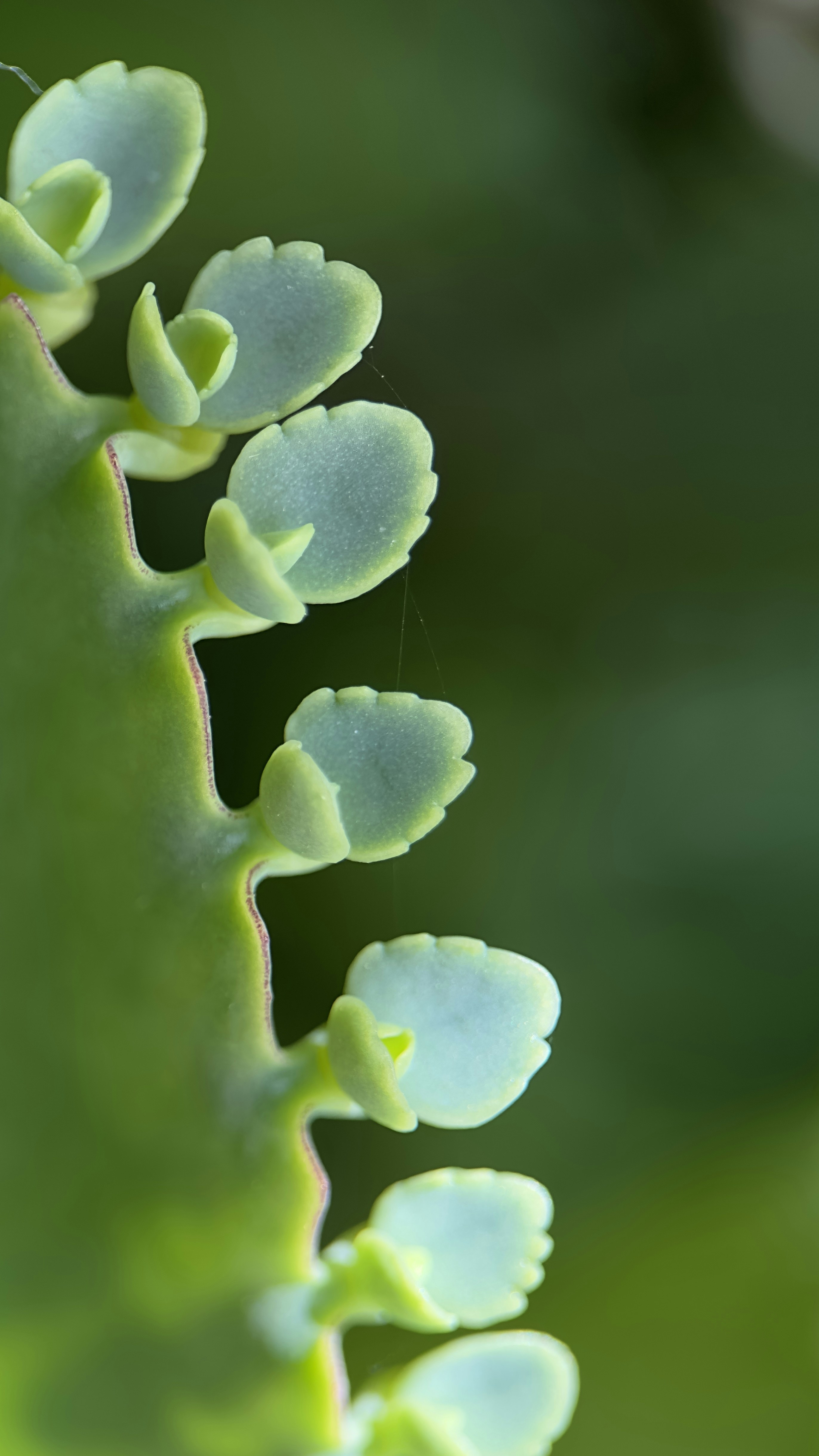 Tiki's Emporium of Weird & Unusual Plant Shite's image