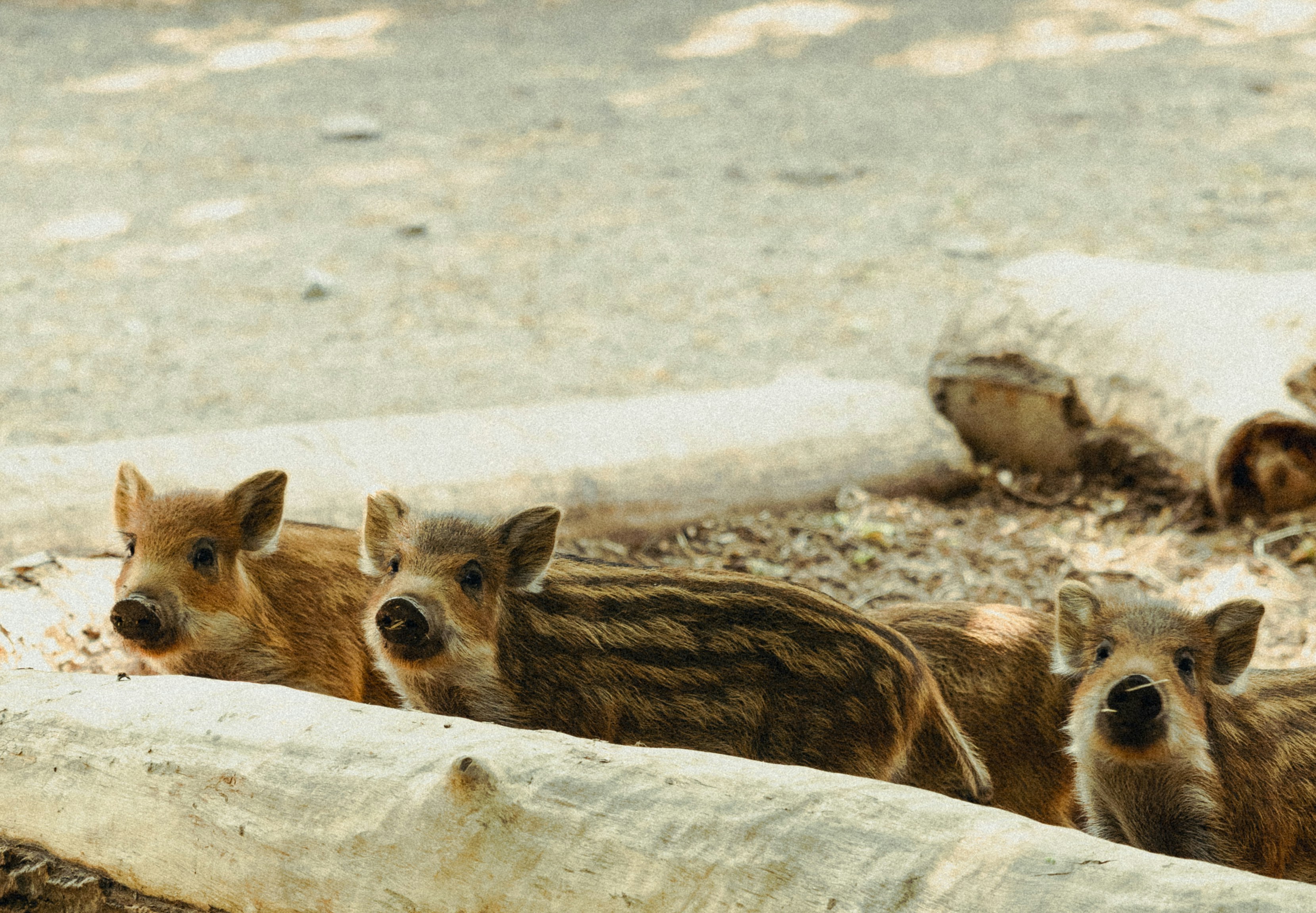 eine Gruppe von Wildschweinen, die nebeneinander stehen