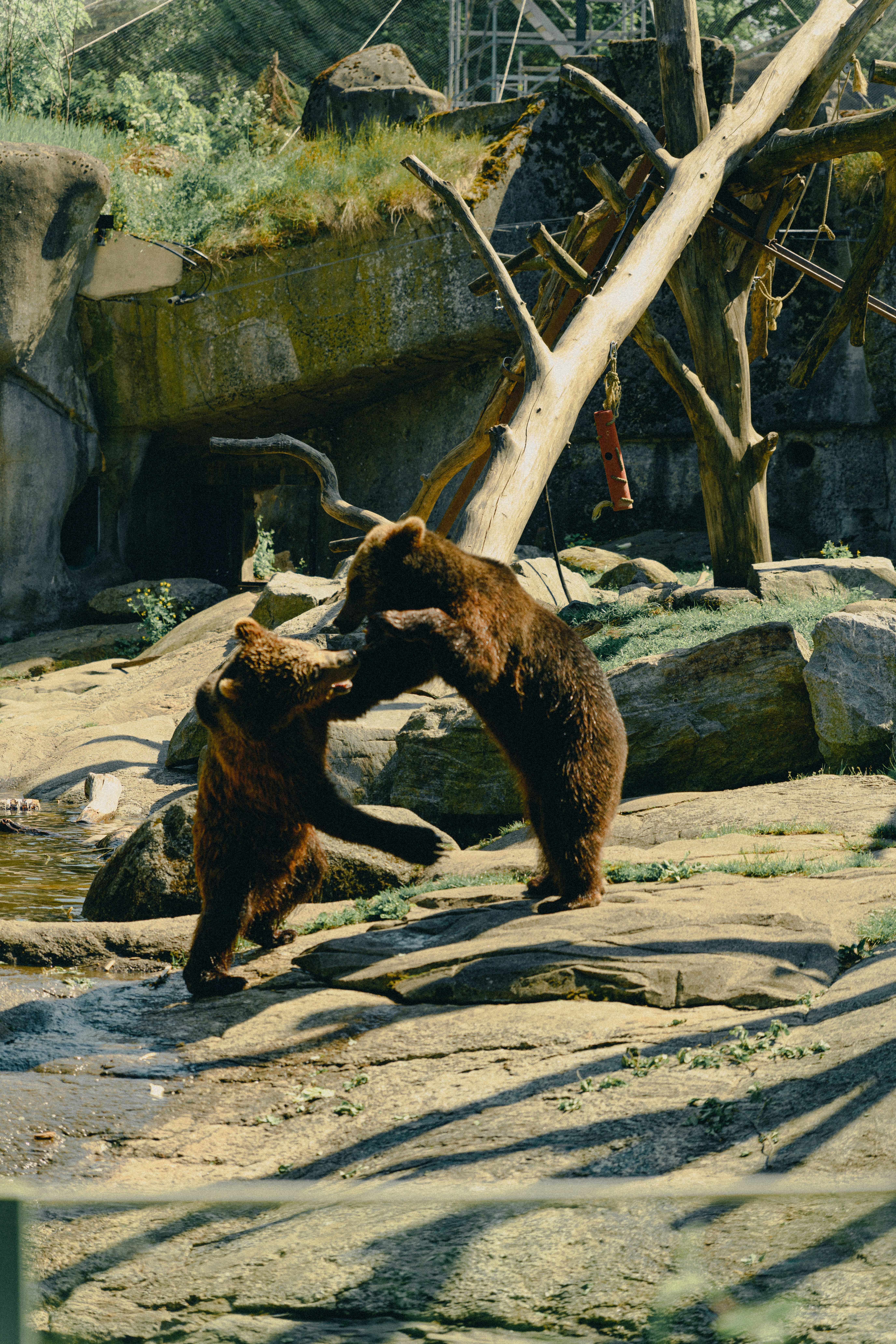 ein paar Bären, die im Dreck stehen