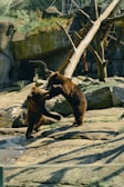 Two brown bears are playfully interacting on a rocky terrain within a zoo-like environment. One bear is standing on its hind legs, while the other is reaching up, suggesting a playful or social engagement. Surrounding them are trees, logs, and rocks, adding a naturalistic backdrop.