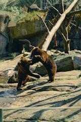 A playful child interacting with a friendly spectacled bear in a misty paramo landscape.