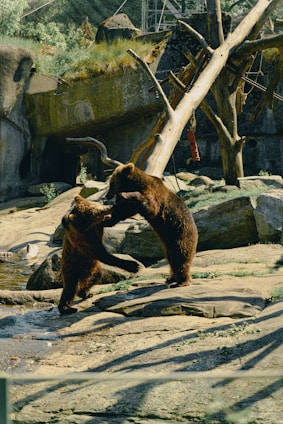 A playful child interacting with a friendly spectacled bear in a misty paramo landscape.