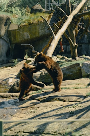 Two brown bears are playfully interacting on a rocky terrain within a zoo-like environment. One bear is standing on its hind legs, while the other is reaching up, suggesting a playful or social engagement. Surrounding them are trees, logs, and rocks, adding a naturalistic backdrop.