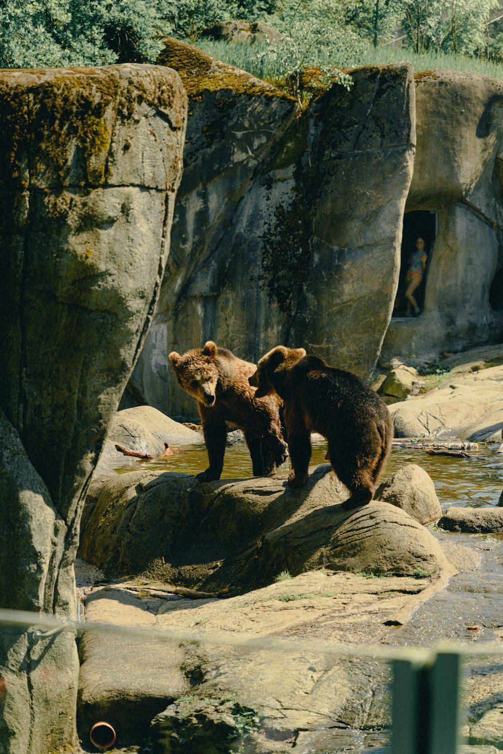 a couple of bears standing on top of a rock