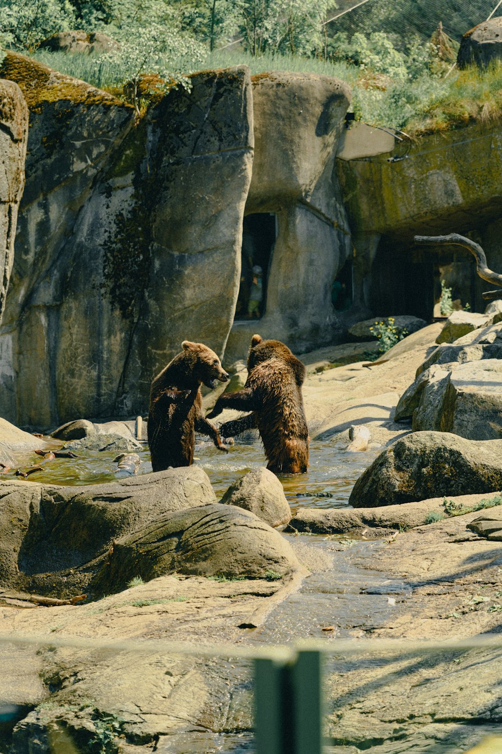 um casal de ursos em pé em cima de rochas
