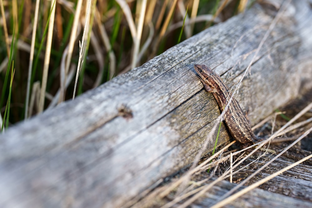 um lagarto rastejando em um pedaço de madeira
