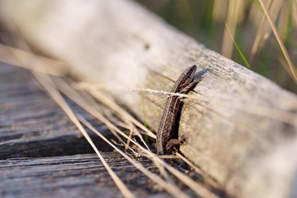 um pequeno lagarto sentado em cima de um banco de madeira