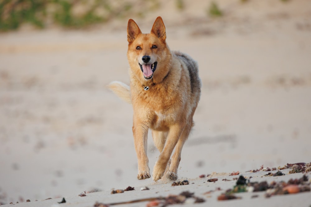 Un perro corriendo en una playa con la boca abierta