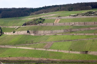 A wide-angle view of a terraced hillside garden with native plants and natural stone retaining walls.