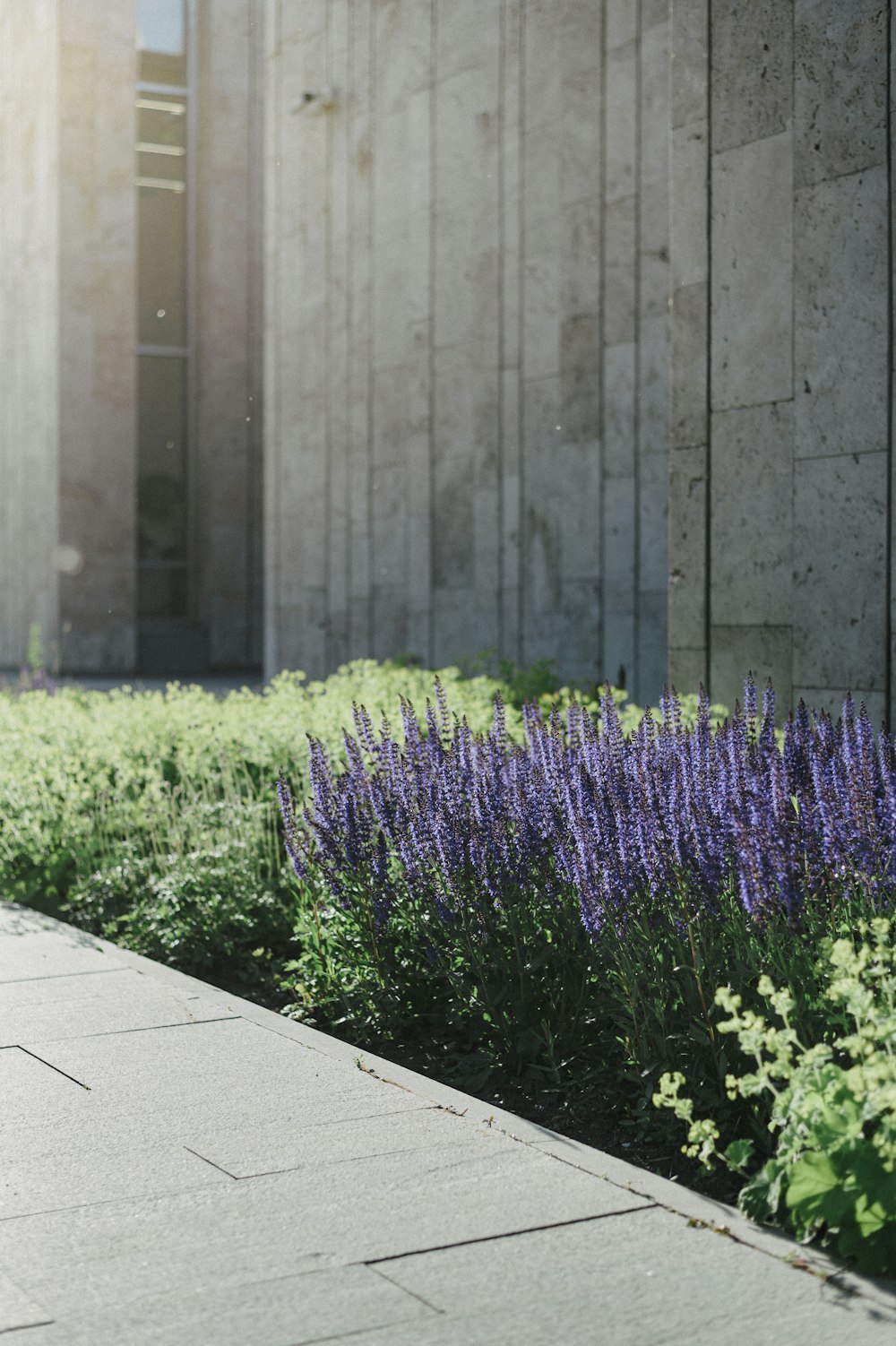 a bunch of flowers that are by a building