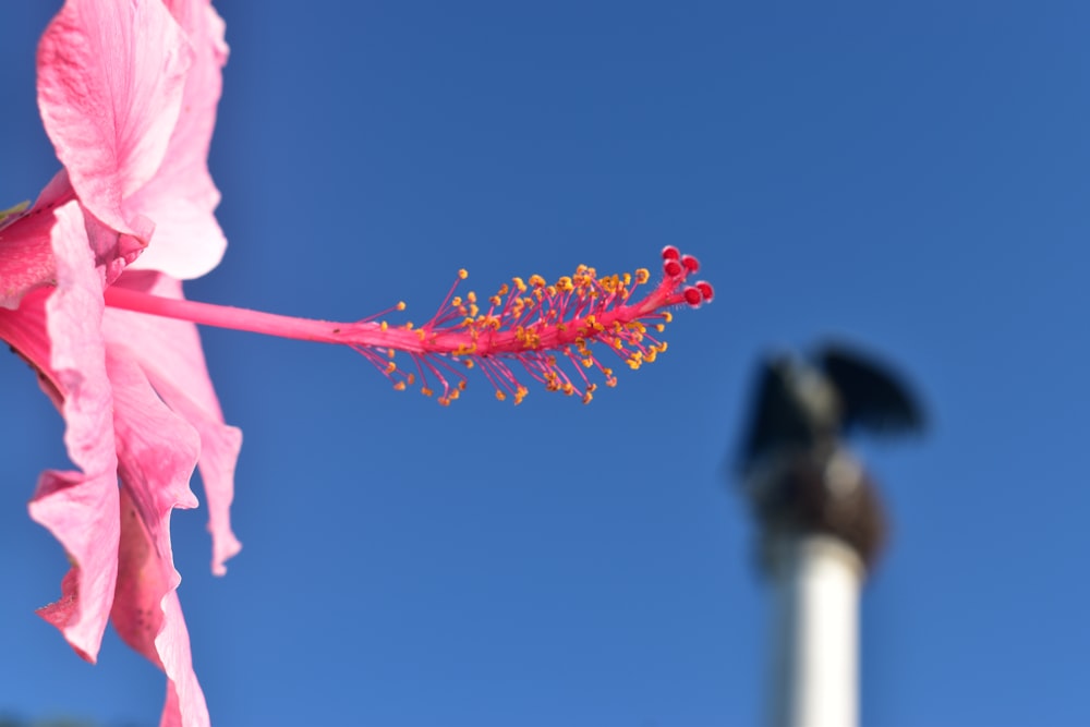 a pink flower with a blue sky in the background