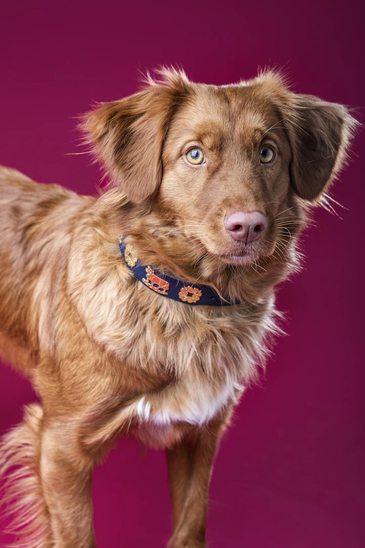 Pfoten.Fit. Hundephysiotherapie und Ernährungsberatung für Hunde in Bispingen im Heidekreis