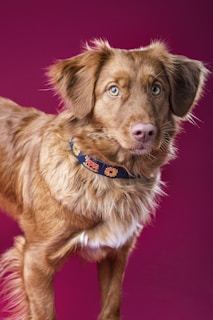 hundephysiotherapie-soltau