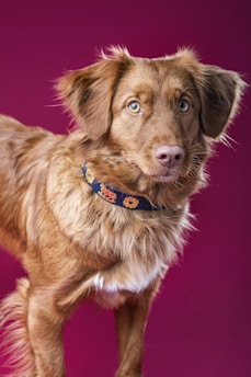 hundephysiotherapie-soltau