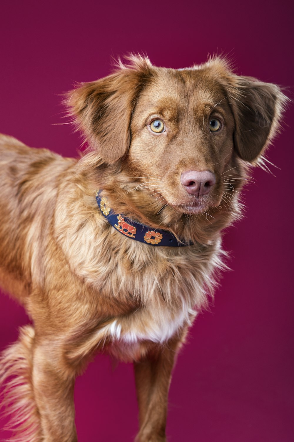 a close up of a dog on a pink background