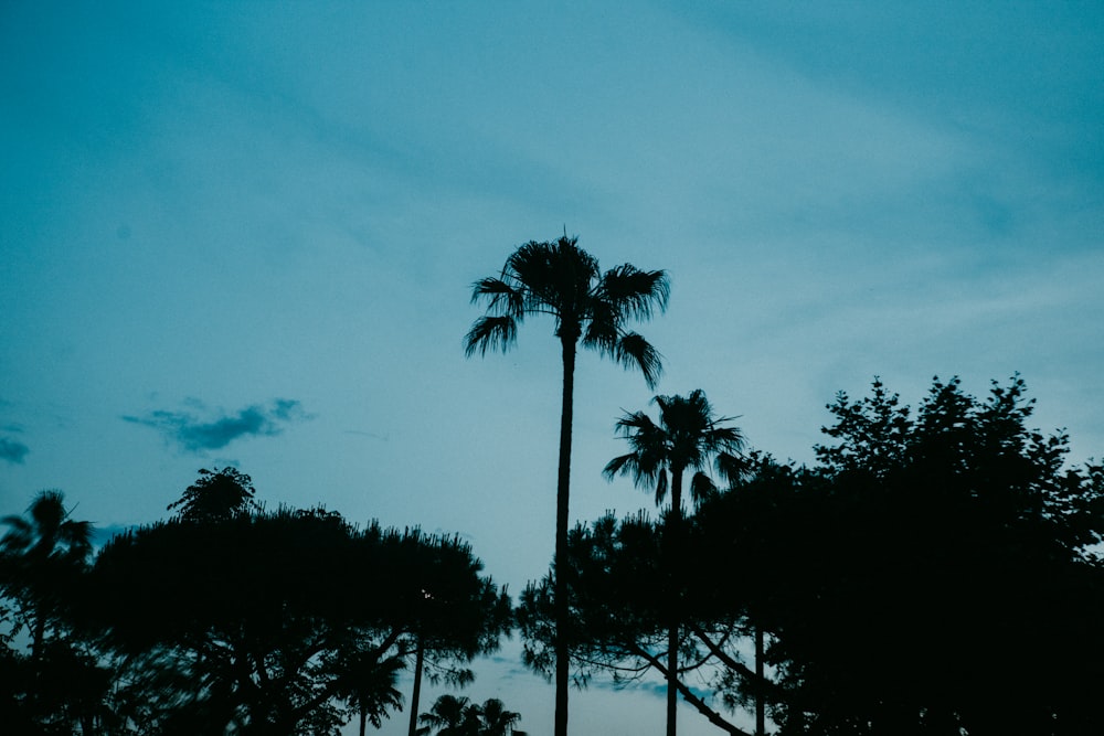 a couple of tall palm trees sitting next to each other