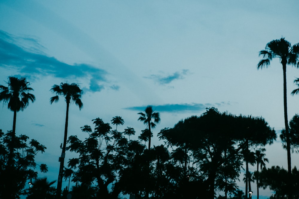 palm trees are silhouetted against a blue sky