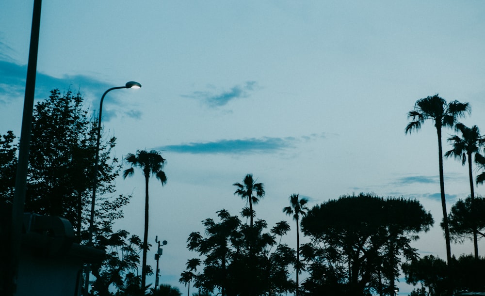 palm trees and street lights against a blue sky