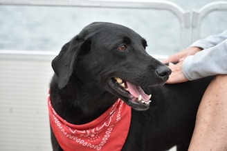 A black dog with a shiny coat and a red bandana around its neck is being gently petted by a person with a gray sleeve. The dog's mouth is open slightly, showing its teeth, and it appears to be content and relaxed. In the background, there's a blurred view of water and a metal railing.