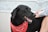 A black dog with a shiny coat and a red bandana around its neck is being gently petted by a person with a gray sleeve. The dog's mouth is open slightly, showing its teeth, and it appears to be content and relaxed. In the background, there's a blurred view of water and a metal railing.