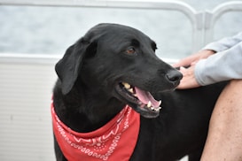 A black dog with a shiny coat and a red bandana around its neck is being gently petted by a person with a gray sleeve. The dog's mouth is open slightly, showing its teeth, and it appears to be content and relaxed. In the background, there's a blurred view of water and a metal railing.