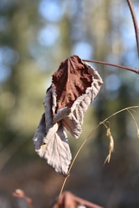 Veined Renewal Leaf