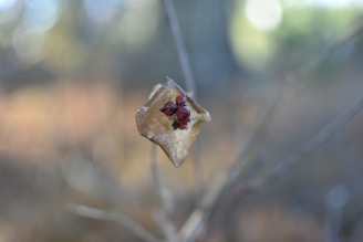 A delicate dried leaf with a few small reddish brown seeds attached to it, surrounded by an out-of-focus natural background with soft lighting.