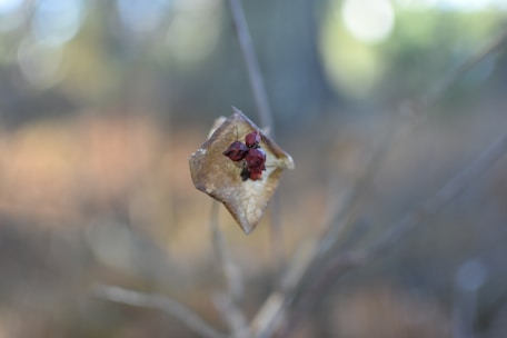 A delicate dried leaf with a few small reddish brown seeds attached to it, surrounded by an out-of-focus natural background with soft lighting.