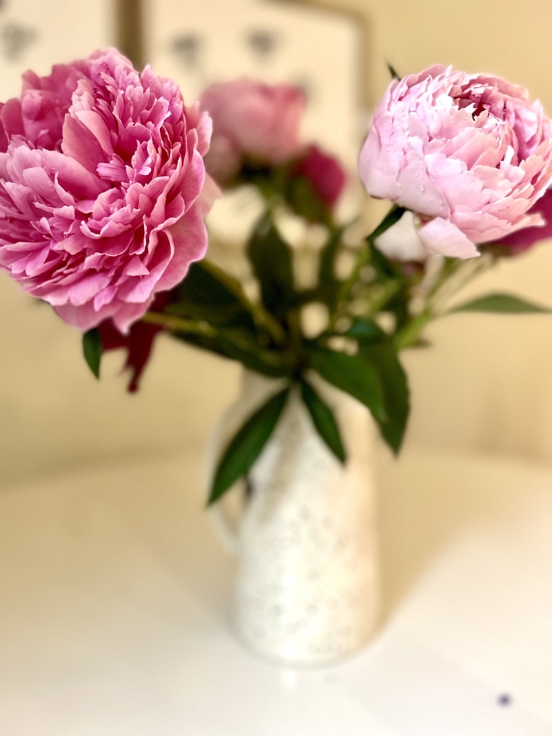 Pink peonies — tenderness and fragrance