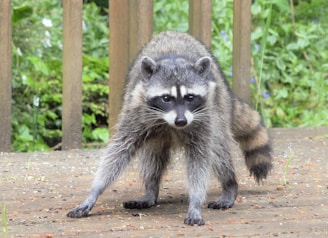 a raccoon standing on a dirt road in front of trees