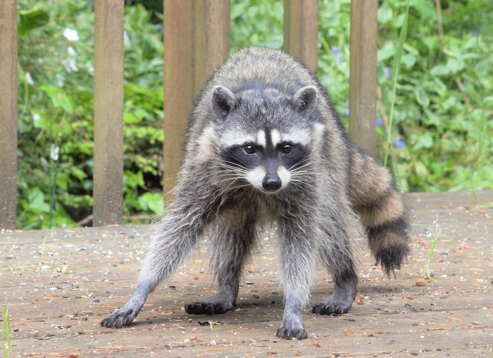 a raccoon standing on a dirt road in front of trees