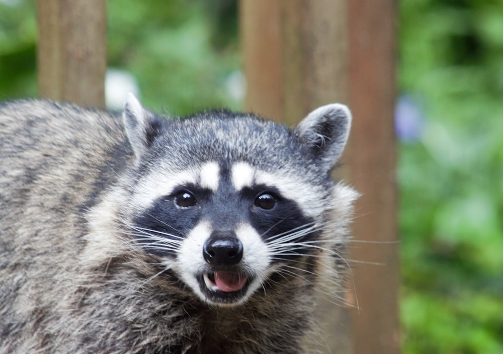 a close up of a raccoon near some trees
