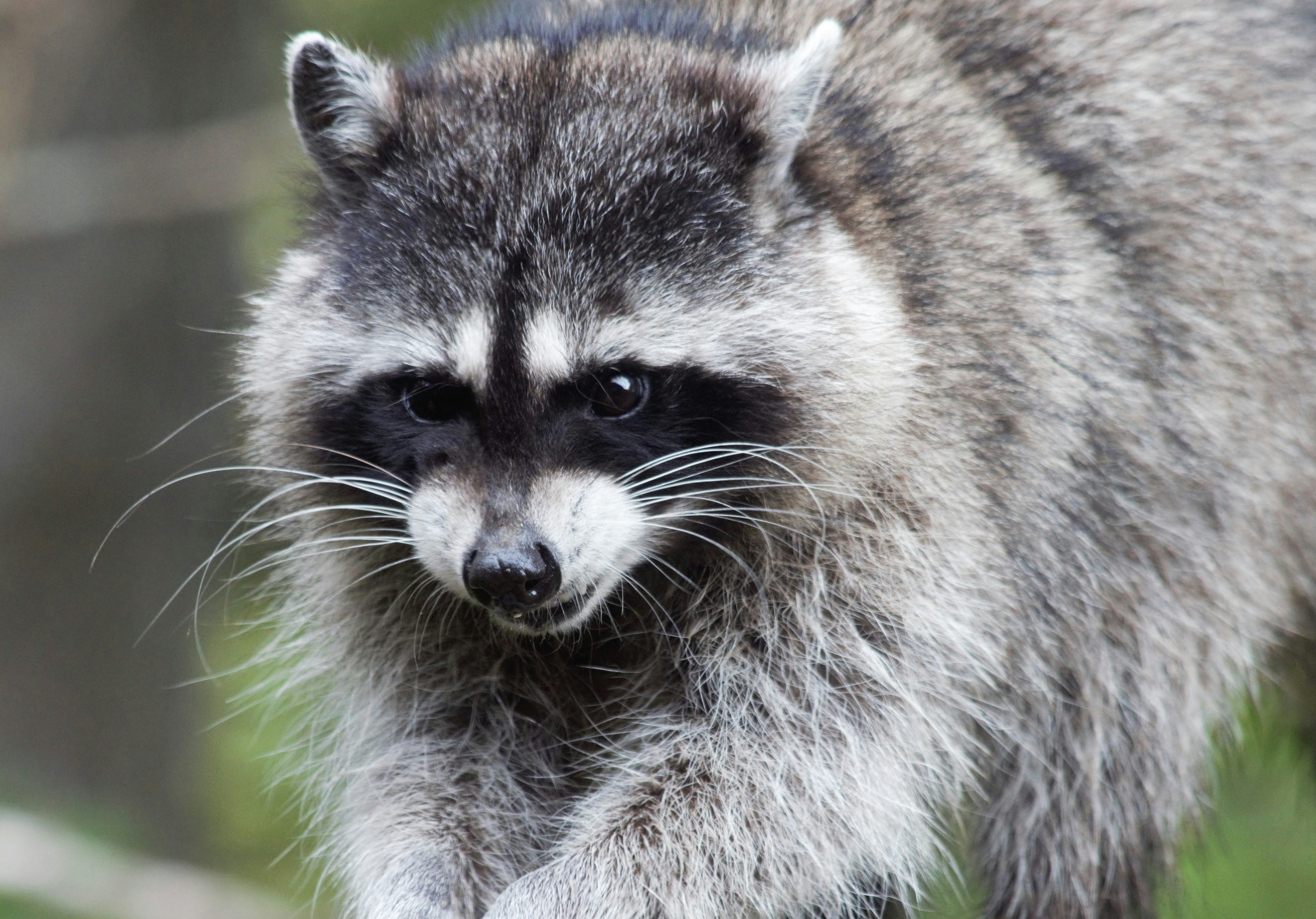 Raccoon Droppings - humane raccoon control