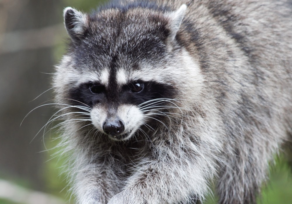 Un mapache está parado en un área cubierta de hierba