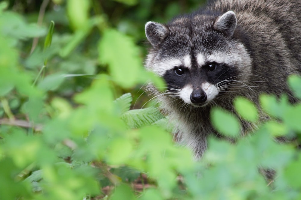 a raccoon standing in the middle of a forest