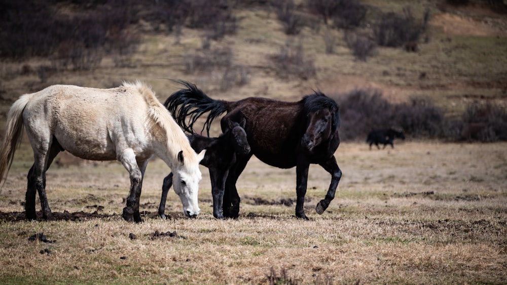 Un par de caballos que están parados en la hierba