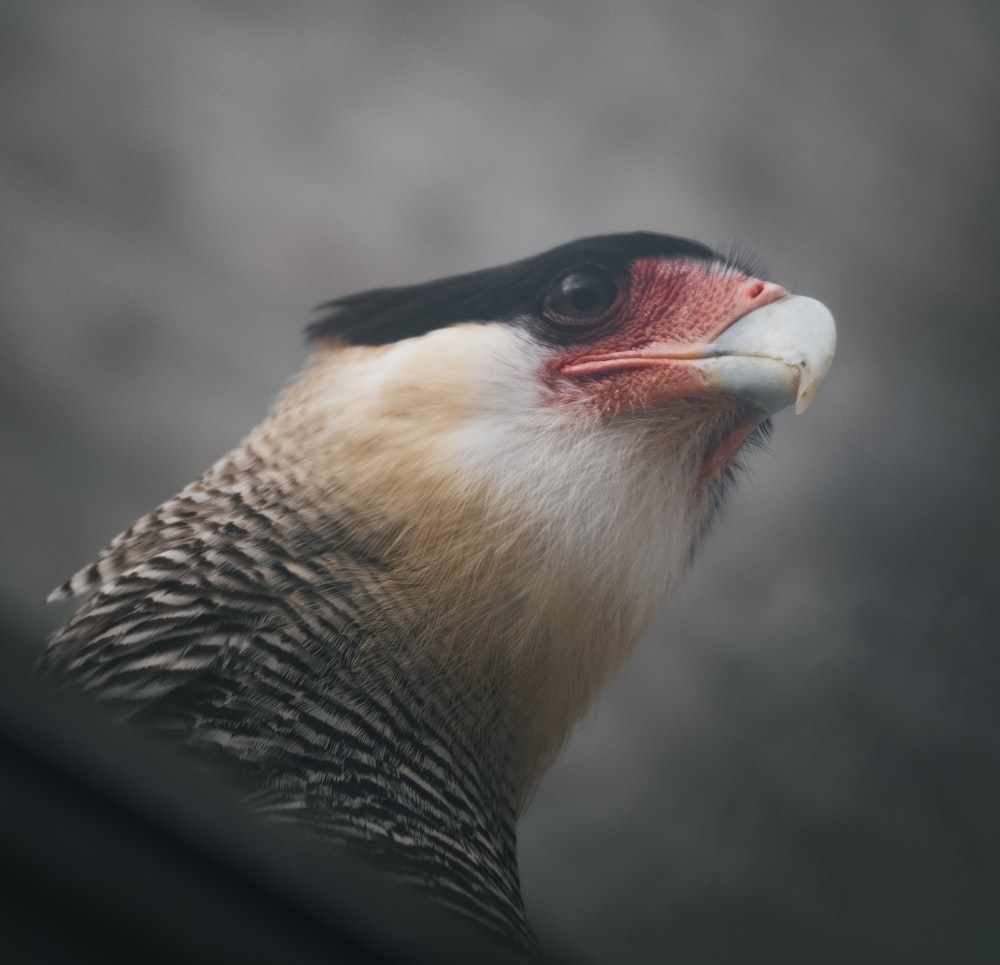 a close up of a bird with a blurry background