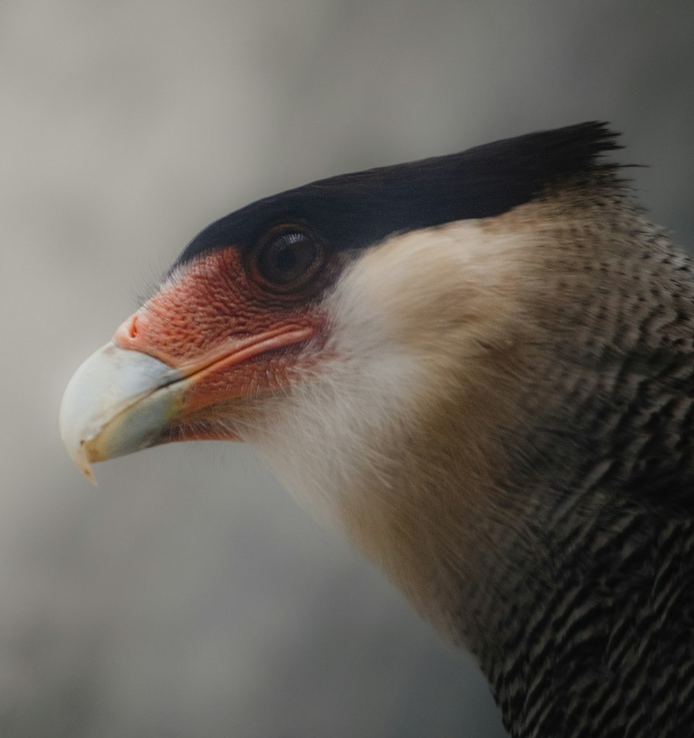 a close up of a bird with a very large beak