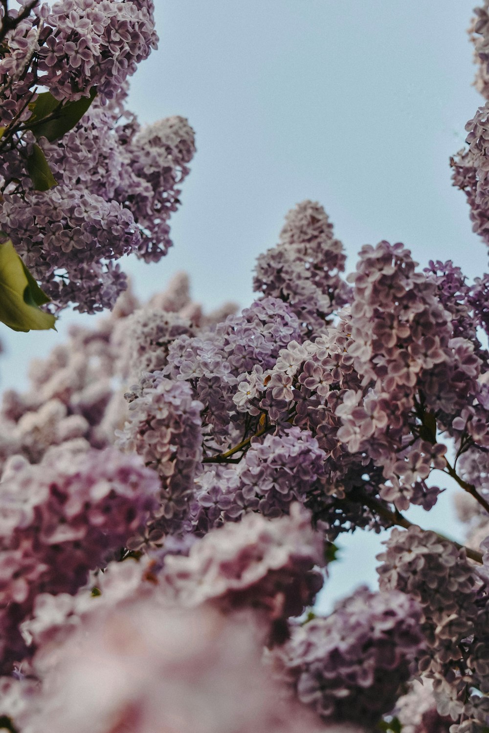 a tree filled with lots of purple flowers