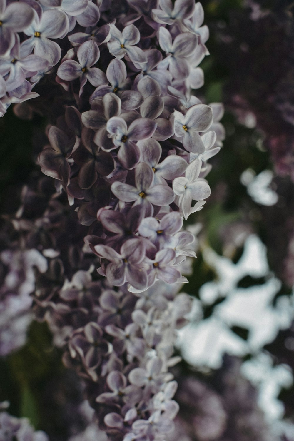 a close up of a bunch of purple flowers