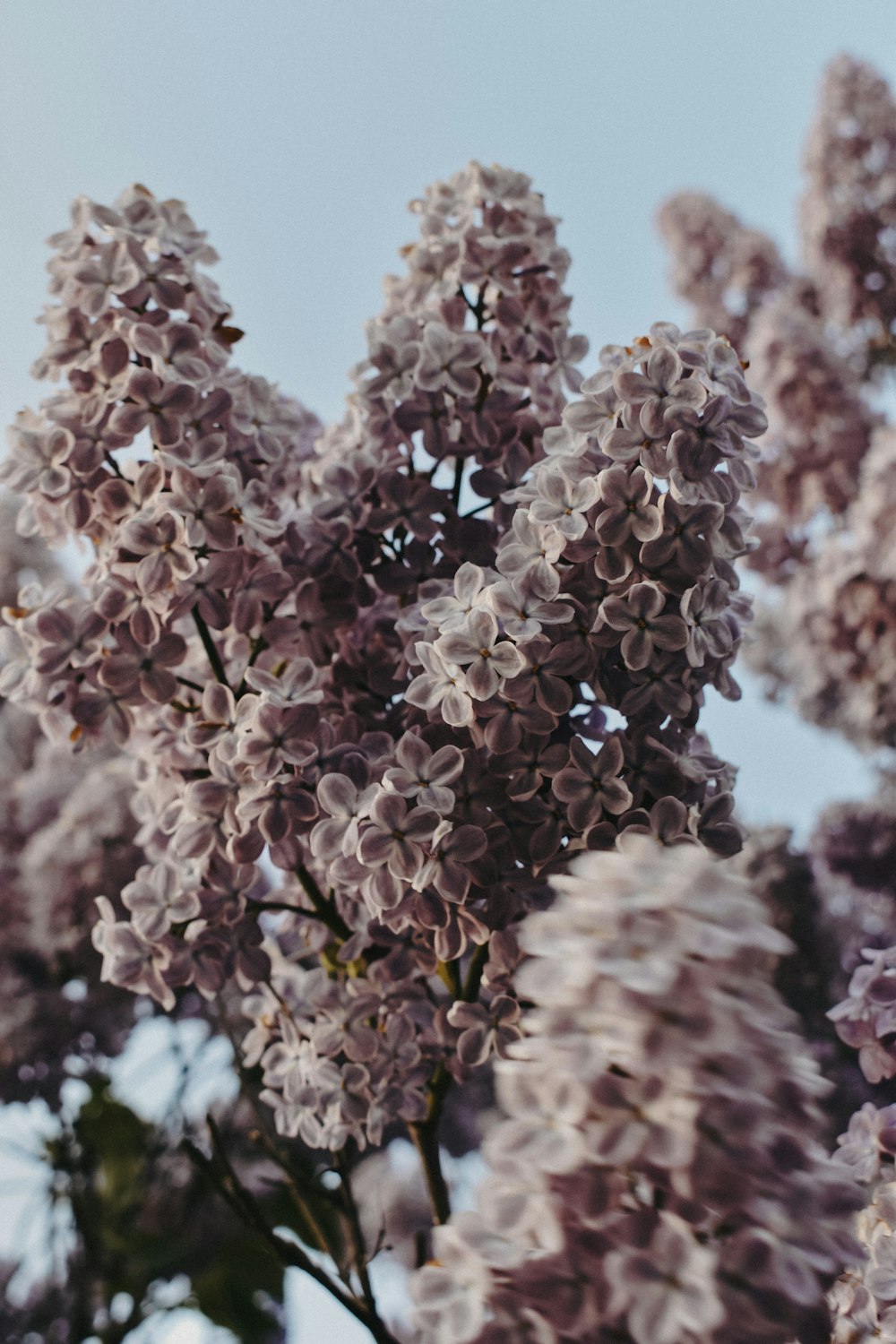 a close up of a bunch of purple flowers