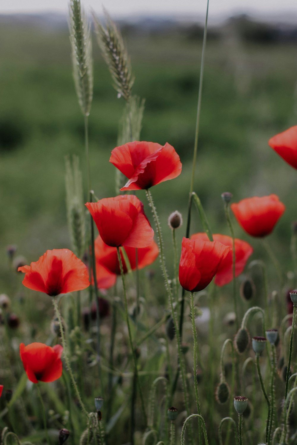 a bunch of red flowers that are in the grass