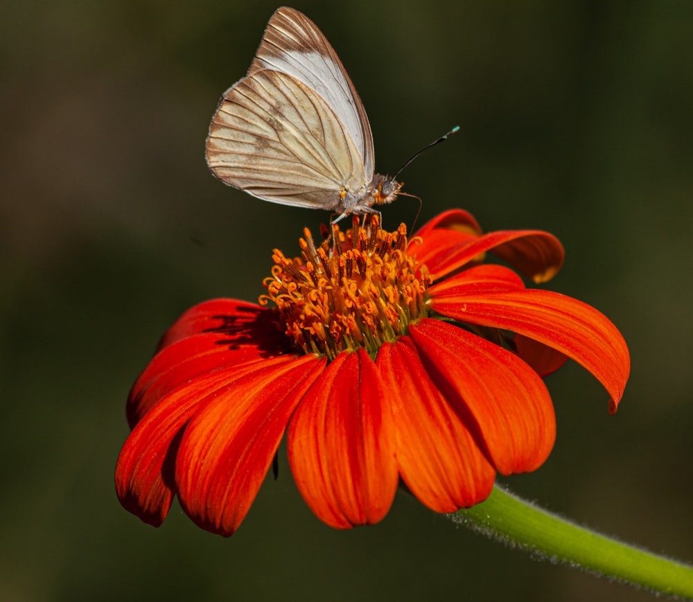 a white butterfly sitting on top of an orange flower