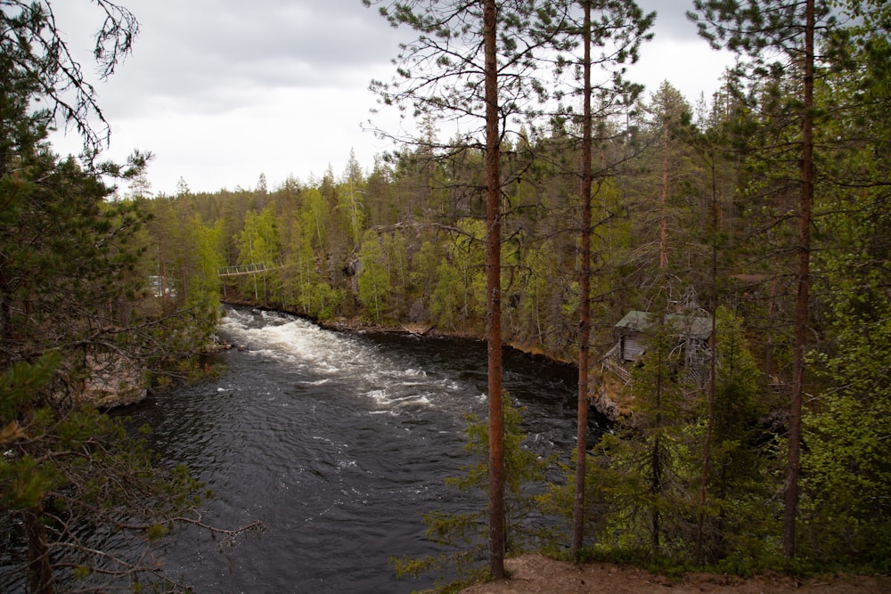 a river running through a forest filled with trees