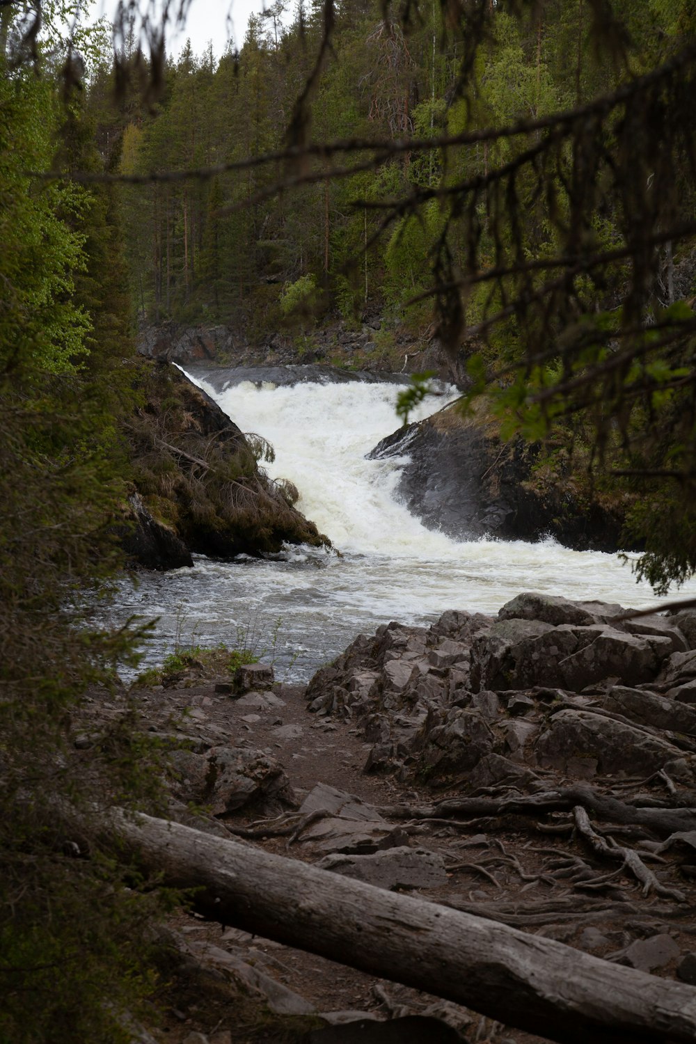 a river running through a forest filled with trees