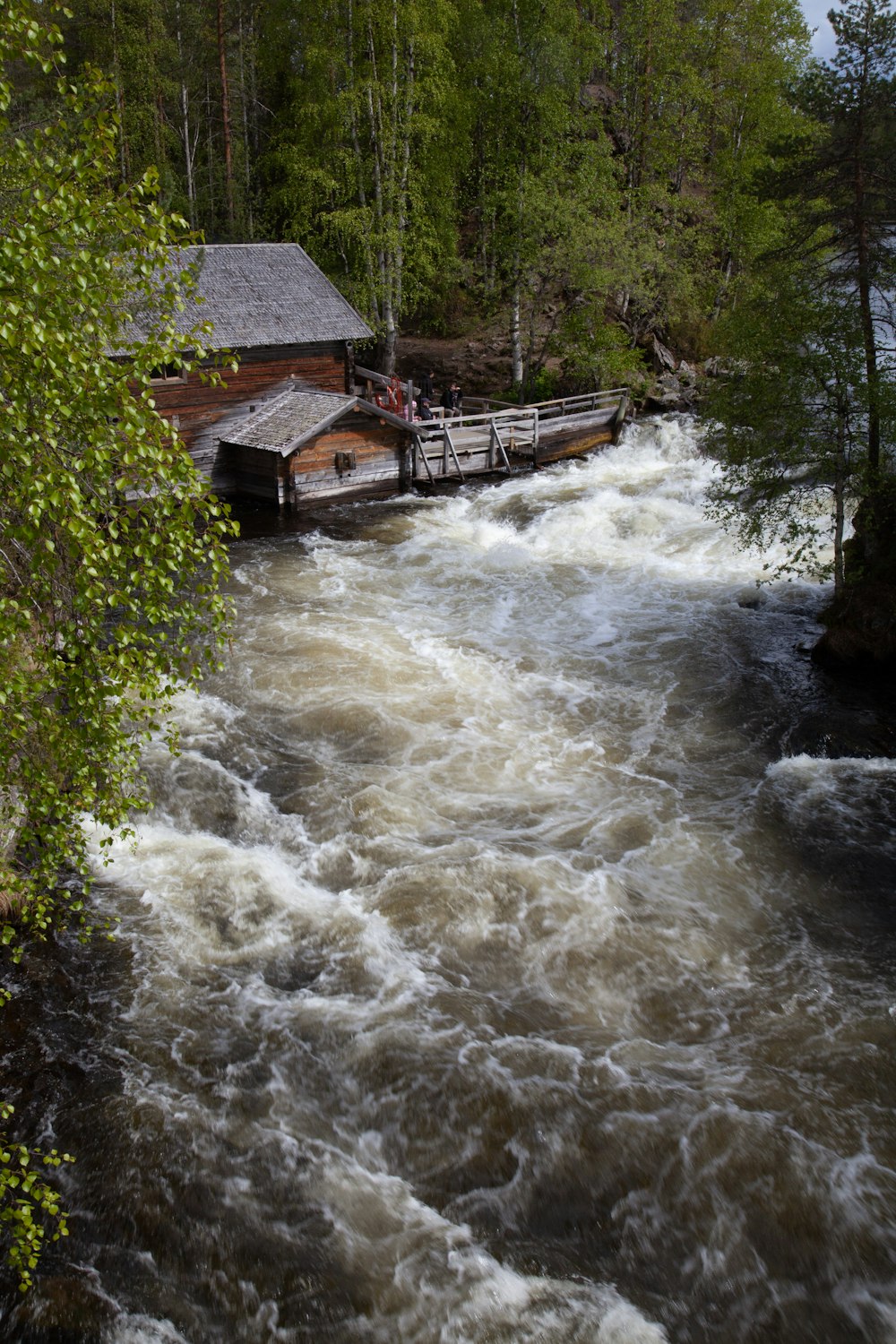 a river running through a forest filled with trees