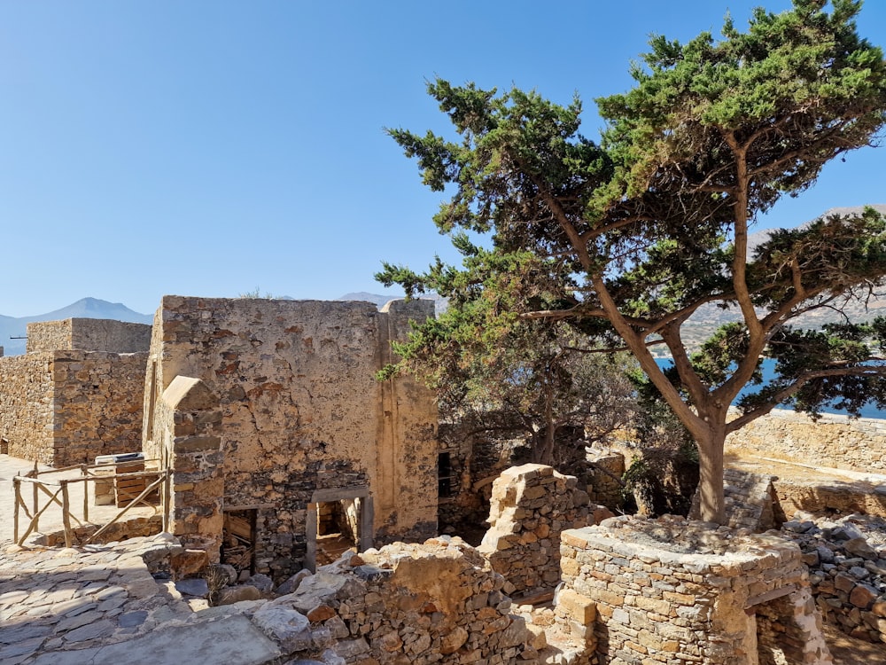 a tree growing out of the ruins of a building