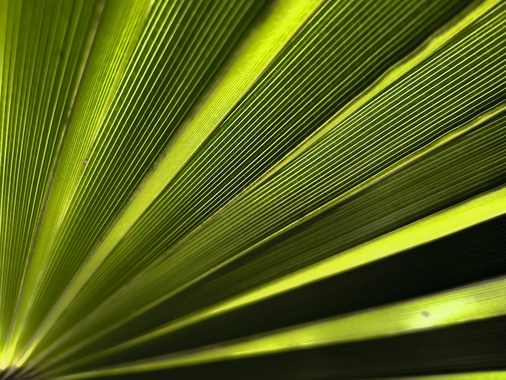 Gold Leaf Texture Pictures  Download Free Images on Unsplash