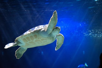 A sea turtle gracefully swimming underwater in a deep blue environment, with rays of light filtering through the water. In the background, tiny air bubbles are visible, contributing to a serene aquatic scene.